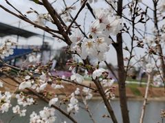 -武汉紫薇都市田园