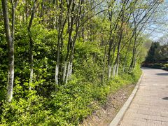 -杭州半山国家森林公园