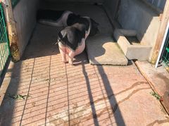 -明珠湖天鹅苑·农家菜馆