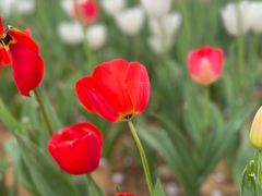 -东湖磨山景区樱花园-停车场