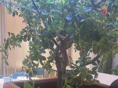 -悦海·家宴·冰花皮皮虾大锅贴(宝龙店)