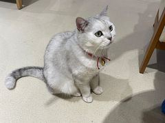 -藏猫猫咖啡主题馆(中央大道店)