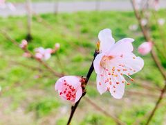-顾村公园