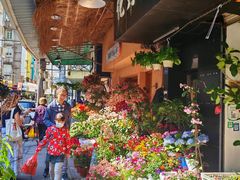 -溪岸路花鸟市场