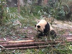 -成都大熊猫繁育研究基地