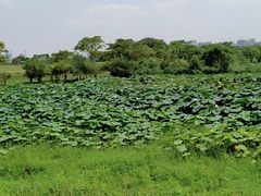 -盘龙城国家考古遗址公园