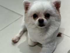 -怪兽屋·羊驼·猫咖·狗咖(俊华广场店)