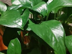 -胡家大厨(西三庄店)