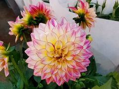 -双季花艺园艺市场(浦东店)