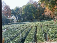 -野蔓果·山野菜(西湖景区·龙井茶田店)