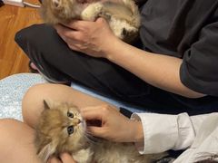 -喵百万·布偶·蓝金金渐层英短·猫舍(百子湾店)