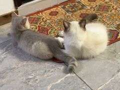 -宠爱国际动物医院· 猫科· 外科·中兽医(长白店)