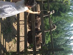 鸵鸟-沈阳鸟岛
