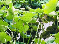 -荷塘月色湿地公园·向阳花洲
