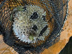 -蓝湾碧波·老字号·疍家非遗海上餐厅