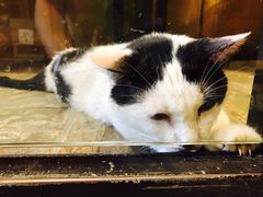 -猫咪博物馆(顶澳仔猫街店)