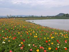 -径山花海
