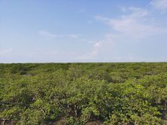 -北海金海湾红树林生态旅游区