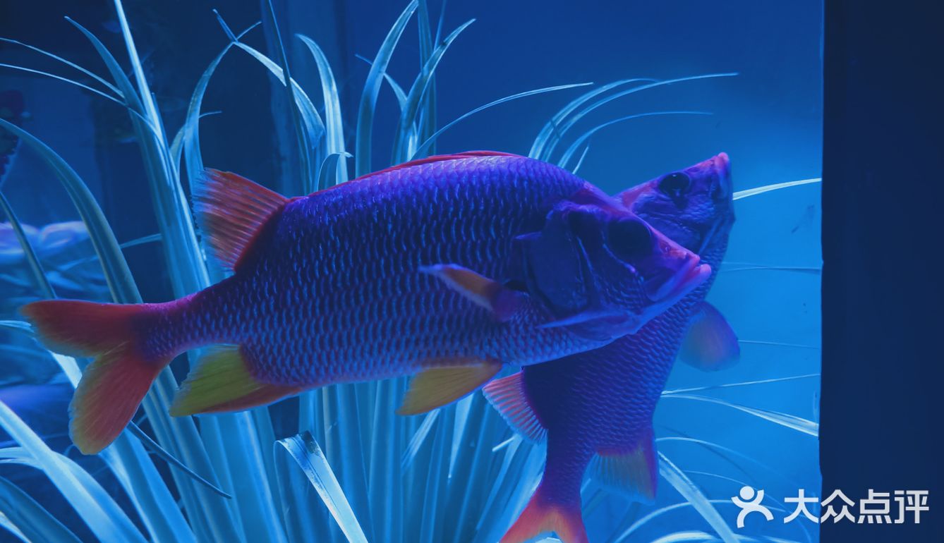 上海海昌海洋公园打卡