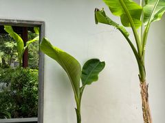 -秋霞圃