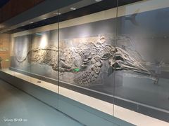 -安徽省地质博物馆