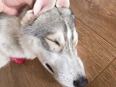 -Husky Go! 哈士奇体验馆·宠物咖啡厅狗咖