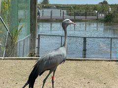 -盐城丹顶鹤湿地生态旅游区