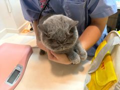 -御宝贝·A梦猫科宠物医院(国际猫友好医院)