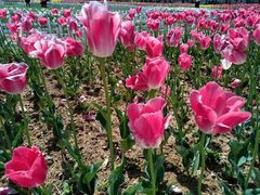 -漩门湾国家湿地公园