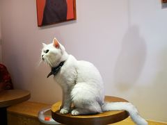 -Heymao猫咖.咖啡厅(东门店)