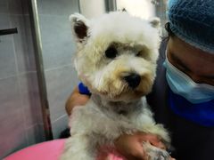 -宠福鑫康馨动物医院·骨科·眼科