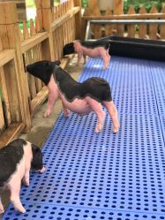 -萌宠亲子动物乐园(槐房万达店)