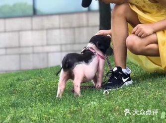 炎热的夏天，去和小动物们清凉一下吧
