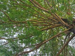 -深圳仙湖植物园