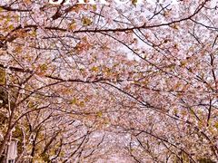 -高东镇樱花园