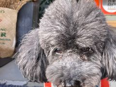 -唐咖精品咖啡(大理古城手冲店)