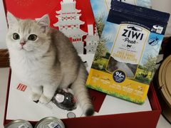 -东方名猫馆·英短金渐层布偶猫舍(环线广场1号楼店)