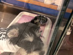 -FAELING PETS美天灵宠物(富力广场店)