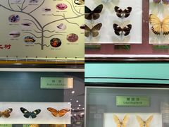 -上海昆虫博物馆