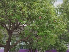 -中国光大银行(上海分行)