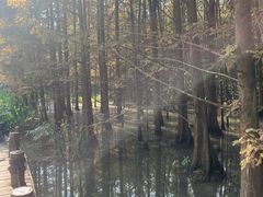 -桤木河湿地公园