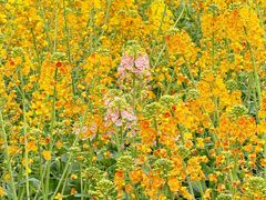 -中国天府农业博览园