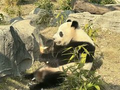 -武汉动物园