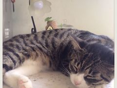 iphone_upload_pic-海边的猫和咖啡馆