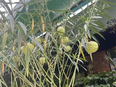 -广西壮族自治区药用植物园
