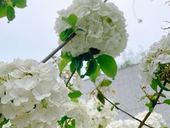 -大龙山(地铁站)