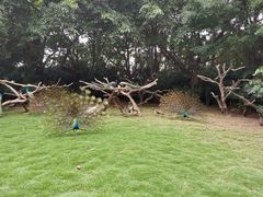 -广州长隆飞鸟乐园