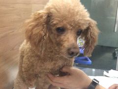 -爱侣宠医·鹦鹉专科·小型哺乳类·异宠专科(灵石路店)