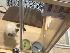 -猫大福·Fortune Cat猫舍(百子湾店)