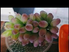 -马陆小张葡萄园农家乐